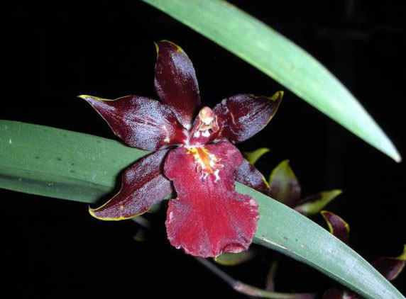 Редкие орхидеи Таиланда