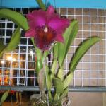 Купить орхидею в Таиланде