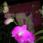 Радость цветовода. Тайские орхидеи.