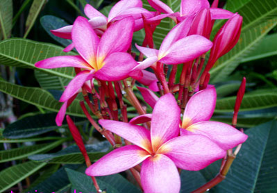 Экзотические цветы Таиланда